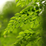 Moringa (Moringa oleifera)