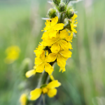 Odermennig (Agrimonia eupatoria)