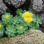 Rosenwurz (Rhodiola rosea)