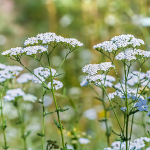 Schafgarbe (Achillea millefolium)