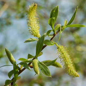 Silberweide (Salix alba)
