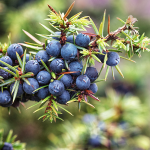 Wacholder (Juniperus communis)
