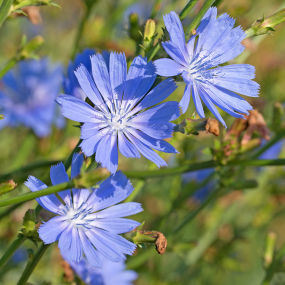 Wegwarte (Cichorium intybus)