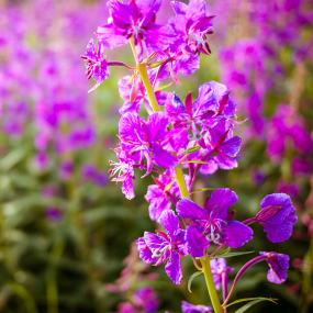 Weidenröschen (Epilobium parviflorum)