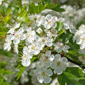 Weißdorn (Crataegus monogyna)
