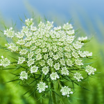 Wilde Karotte (Daucus carota)