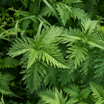 Wolfstrapp (Lycopus virginicus)