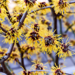 Zauberstrauch (Hamamelis virginiana)