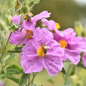 Zistrose (Cistus incanus)