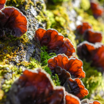 Auricularia (Auricularia auricula judae - Judasohr)