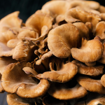Maitake (Grifolia frondosa)