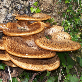 Polyporus (Polyporus umbellatus, Eichhase)