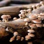 Shiitake (Lenticula edodes)