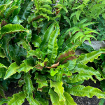 Hirschzungenfarn