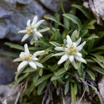 Edelweiss