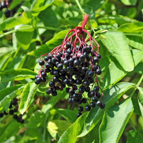 Schwarzer Holunder