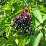 Schwarzer Holunder