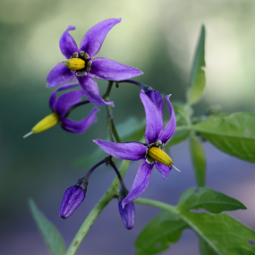 Bittersüßer Nachtschatten