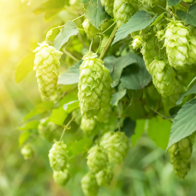 Hopfen