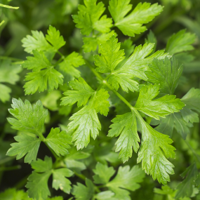 Alpensegen Impuls Niere + Blase Kräuterkomplex (50 ml)