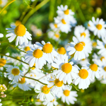 Kamille (Matricaria chomimilla)