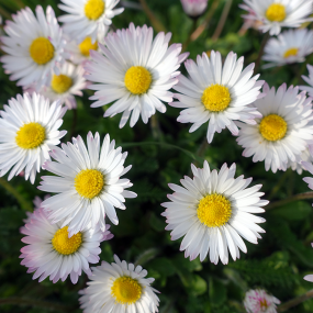 Gänseblümchen (Pellis perennis)