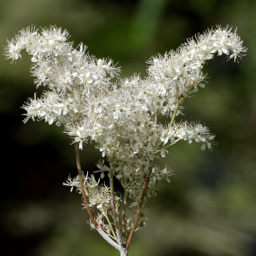 Mädesüß (Filipendula ulmaria)