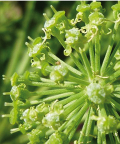 Blühende Angelikapflanze mit kugelförmigem Blütenkopf