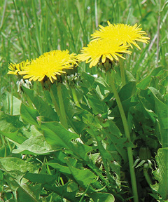 gelb blühender Löwenzahn