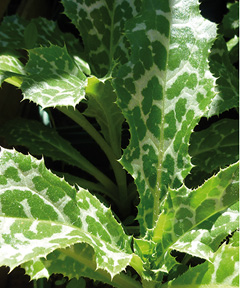 Mariendistel mit weiß marmorierten, dornigen Blättern