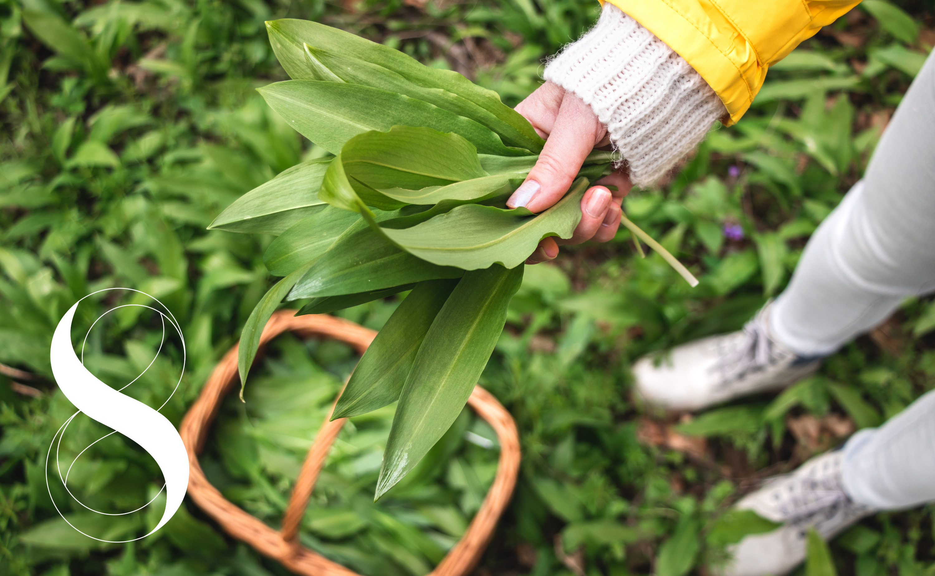 Eine Hand hält frisch gepflückte Bärlauch-Blätter in die Kamera, darunter sind unscharf ein mit dem natürlichen Entgiftungshelden gefüllter Korb und die Beine des Menschen in einer Waldwiese zu sehen.