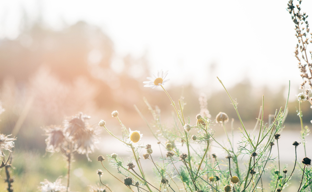 Eine Wiese voller Margeriten und anderer Wildblumen im Sonnenlicht. Ein Symbolfoto für mögliche Auslöser einer Pollenallergie.