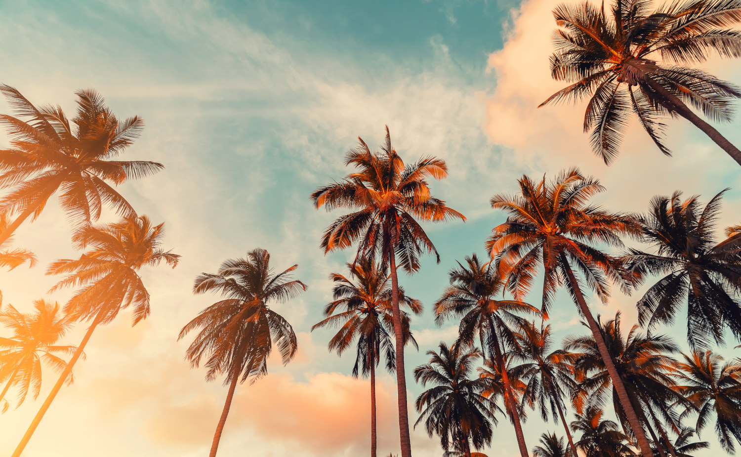 Palmen von unten gegen den Himmel fotografiert, der Himmel ist leicht bewölkt und in goldenes Licht getaucht. Ein Symbolfoto von LIFE LIGHT für unbeschwerte Uraubstage.