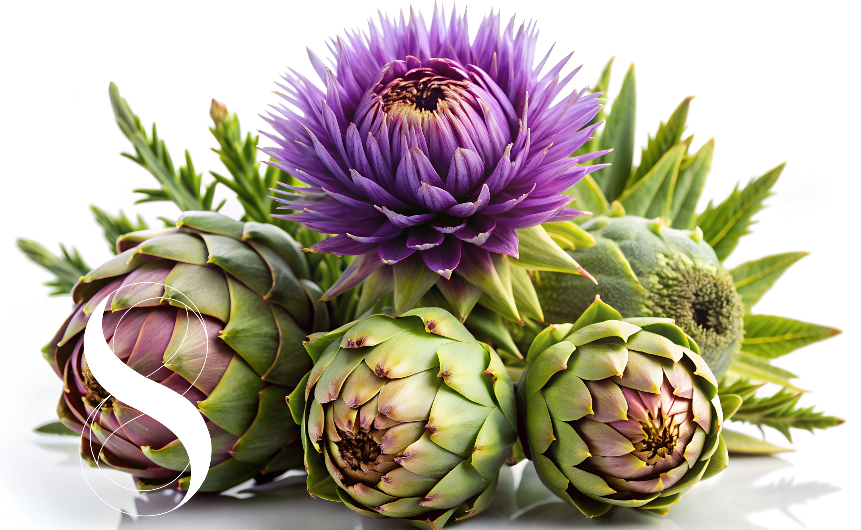 Eine blühende Mariendistel und 3 reife Artischocken vor weißem Hintergrund stehen symbolisch für die Unterstützung von Leber und gesunder Verdauung.