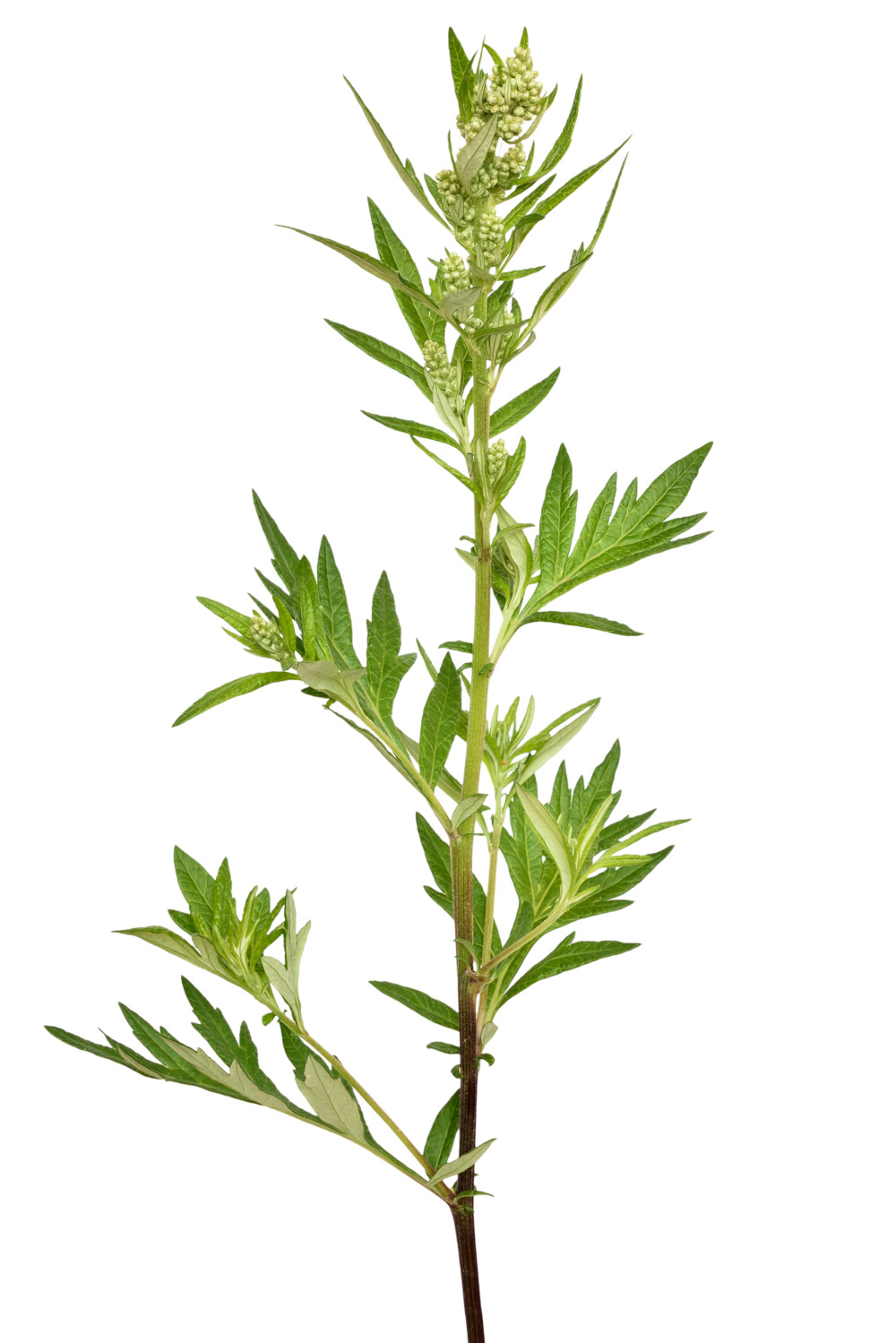 Der gewöhnliche Beifuß bzw. Artemisia vulgaris vor weißem Hintergrund als eine Zutat für den Wildkräutersalat von Life Light.